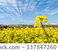 Rape blossoms shining in the blue sky Rape blossoms shining in the blue sky 137847260