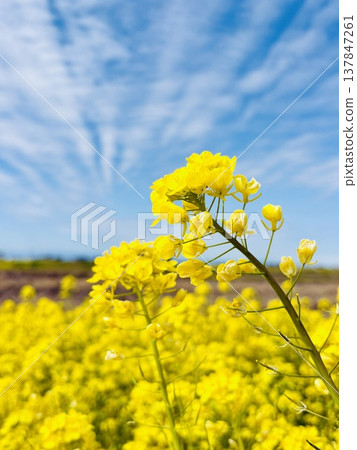 Rape blossoms shining in the blue sky Rape blossoms shining in the blue sky 137847261