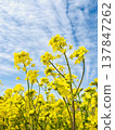Rape blossoms shining in the blue sky Rape blossoms shining in the blue sky 137847262