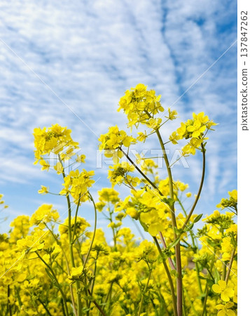 Rape blossoms shining in the blue sky Rape blossoms shining in the blue sky 137847262