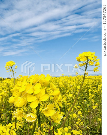 Rape blossoms shining in the blue sky Rape blossoms shining in the blue sky 137847263