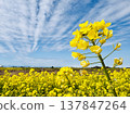 Rape blossoms shining in the blue sky Rape blossoms shining in the blue sky 137847264