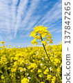 Rape blossoms shining in the blue sky Rape blossoms shining in the blue sky 137847265