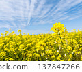 Rape blossoms shining in the blue sky Rape blossoms shining in the blue sky 137847266