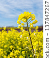 Rape blossoms shining in the blue sky Rape blossoms shining in the blue sky 137847267