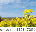 Rape blossoms shining in the blue sky Rape blossoms shining in the blue sky 137847268