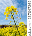 Rape blossoms shining in the blue sky Rape blossoms shining in the blue sky 137847269