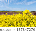 Rape blossoms shining in the blue sky Rape blossoms shining in the blue sky 137847270