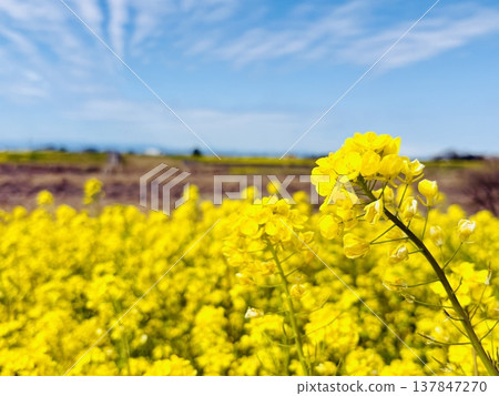 Rape blossoms shining in the blue sky Rape blossoms shining in the blue sky 137847270