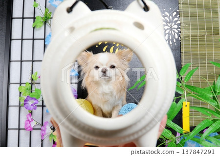 一隻白色吉娃娃從驅蚊劑容器裡探出頭來 一隻白色吉娃娃從驅蚊劑容器裡探出頭來 137847291