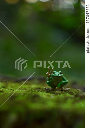苔蘚上的青蛙 137847351