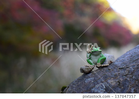 在樹的一隻青蛙 137847357