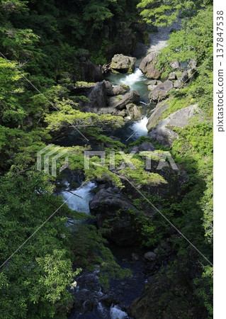 一條河流流經綠色的森林 一條河流流經綠色的森林 137847538