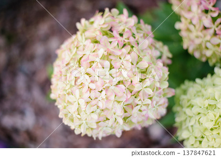 Pinking Hydrangea Paniculata Pixio In Bloom Pinking Hydrangea Paniculata Pixio In Bloom 137847621