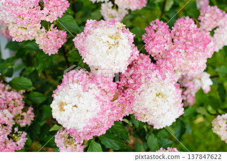 Hydrangea Vanille Fraise Against Green Background Hydrangea Vanille Fraise Against Green Background 137847622