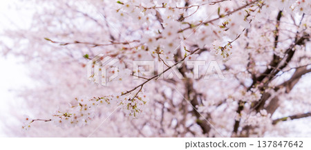 Spring scenery along the Shibakawa River embankment in Saitama Prefecture, Kawaguchi City Spring scenery along the Shibakawa River embankment in Saitama Prefecture, Kawaguchi City 137847642