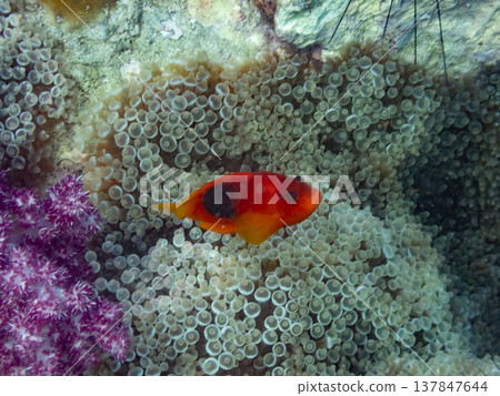 紅色馬鞍後面銀蓮花魚 紅色馬鞍後面銀蓮花魚 137847644