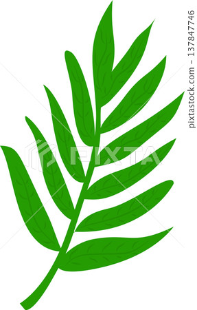 Fern Leaf Illustration 137847746