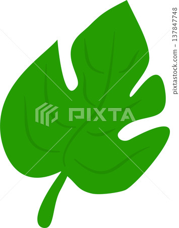Monstera Leaf Illustration Monstera Leaf Illustration 137847748