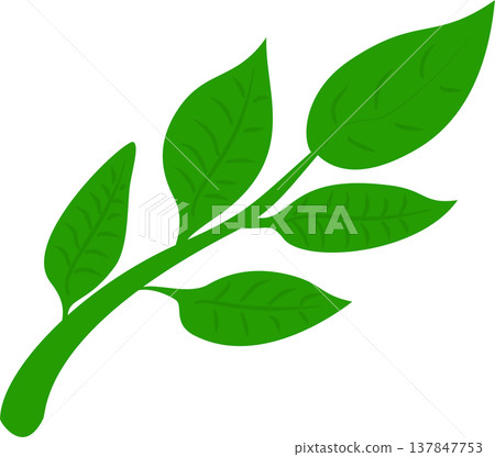 Green Leaf Branch Illustration 137847753
