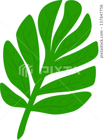 Palm Leaf Illustration Palm Leaf Illustration 137847756