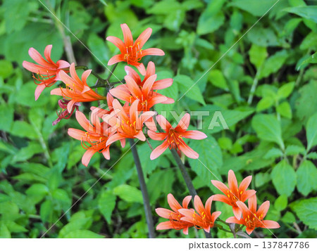 amaryllidaceae flower orange fox razor amaryllidaceae flower orange fox razor 137847786