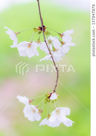 Spring scenery: Close-up of cherry blossoms (Somei Yoshino variety) Spring scenery: Close-up of cherry blossoms (Somei Yoshino variety) 137847878