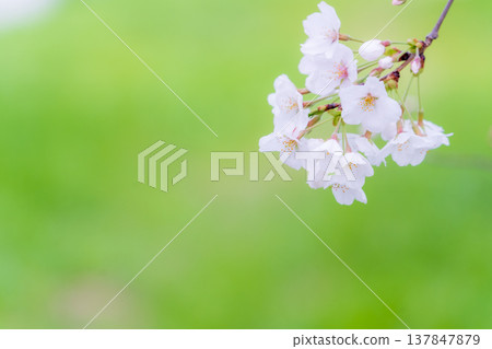 春日美景：櫻花特寫（染井吉野品種） 137847879