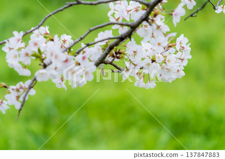 Spring scenery: Close-up of cherry blossoms (Somei Yoshino variety) Spring scenery: Close-up of cherry blossoms (Somei Yoshino variety) 137847883
