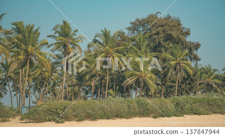 Tropical Coconut Palm Trees on Sunny Beach in Goa with Copy Space 137847944