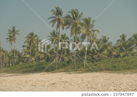 Tropical Coconut Palm Trees on Sunny Beach in Goa India with copy space Tropical Coconut Palm Trees on Sunny Beach in Goa India with copy space 137847947