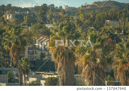 California Luxury Living with Palm Trees and Houses on Hills with copy space California Luxury Living with Palm Trees and Houses on Hills with copy space 137847948