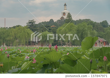 White Pagoda on Hill over Lotus Pond in Beijing Beihai Park with copy space White Pagoda on Hill over Lotus Pond in Beijing Beihai Park with copy space 137847971