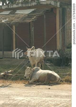 Traditional Rural Life with White Zebu Cows and Wooden Cart with copy space 137848009