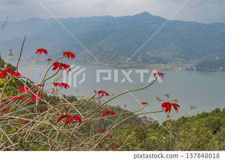 Red Poinsettia Flowers Over Phewa Lake in Pokhara Nepal with Copy Space Red Poinsettia Flowers Over Phewa Lake in Pokhara Nepal with Copy Space 137848018