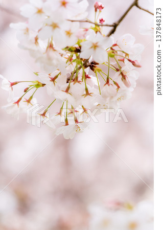Close-up of cherry blossoms in full bloom (Somei Yoshino variety) Close-up of cherry blossoms in full bloom (Somei Yoshino variety) 137848173