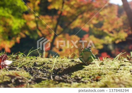 A frog figurine bathed in the autumn sunlight A frog figurine bathed in the autumn sunlight 137848294