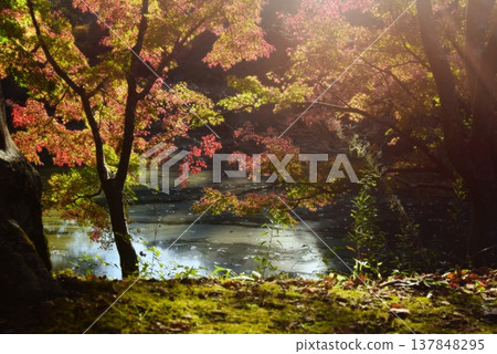 Lake and autumn leaves at Izumi Nature Park Lake and autumn leaves at Izumi Nature Park 137848295
