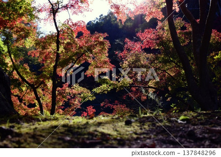 Momiji who changed leaves 137848296