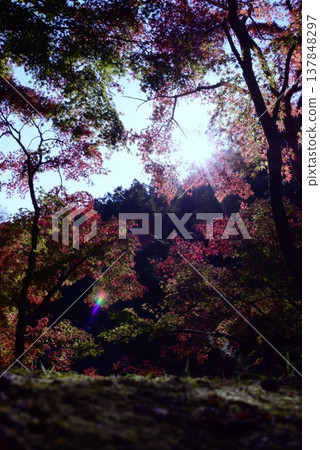 Landscape with autumn leaves 137848297