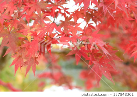Bright red autumn leaves Bright red autumn leaves 137848301