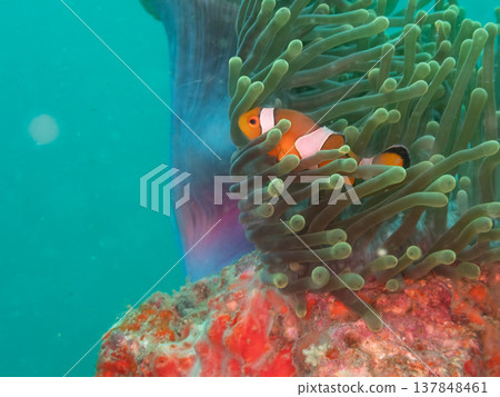 小丑anemonefish 137848461