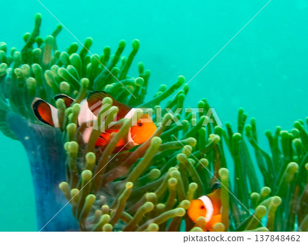 Clown anemonefish Clown anemonefish 137848462