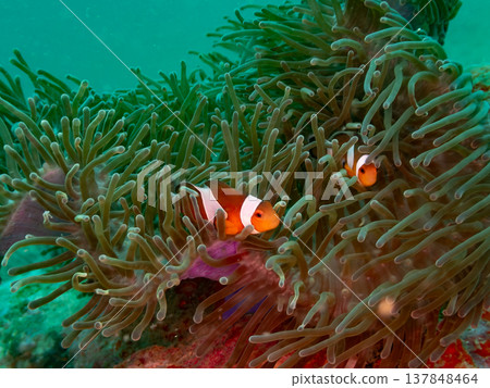 小丑anemonefish 137848464