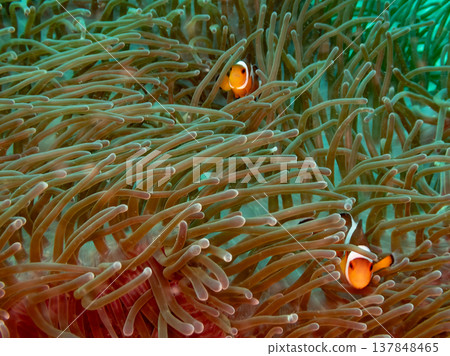 Clown anemonefish Clown anemonefish 137848465
