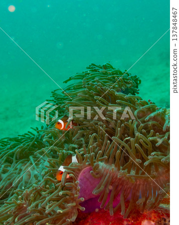 Clown anemonefish 137848467