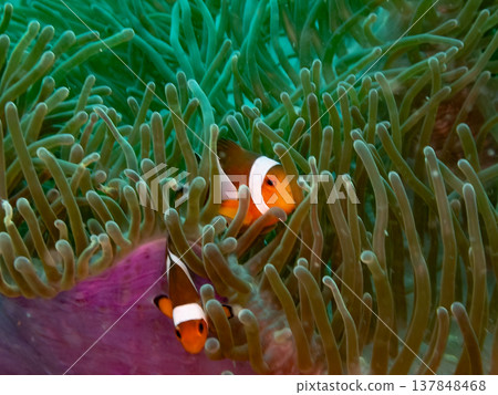 小丑anemonefish 小丑anemonefish 137848468