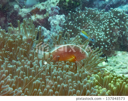 臭鼬銀蓮花魚 臭鼬銀蓮花魚 137848573