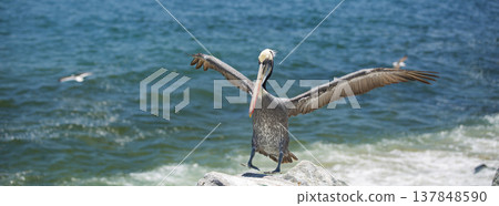 Brown Pelican Spreading Wings on Rocks with Turquoise Sea Background and Copy Space Brown Pelican Spreading Wings on Rocks with Turquoise Sea Background and Copy Space 137848590