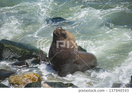 South American Sea Lion Resting on Rocks in Breaking Waves with Copy Space South American Sea Lion Resting on Rocks in Breaking Waves with Copy Space 137848593